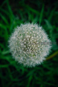 绿茵之上圆润蒲公英