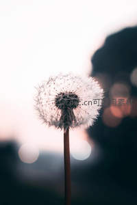 暮色中蒲公英的温柔剪影