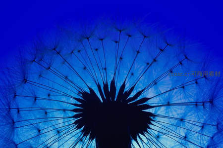 深蓝背景下蒲公英的黑色剪影