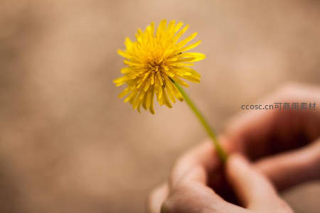 手中握着一朵盛开的黄色蒲公英