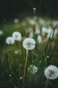 微距下的蒲公英绒球，柔美而宁静