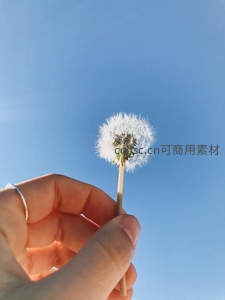 蓝天映衬下手持蒲公英的纯净瞬间