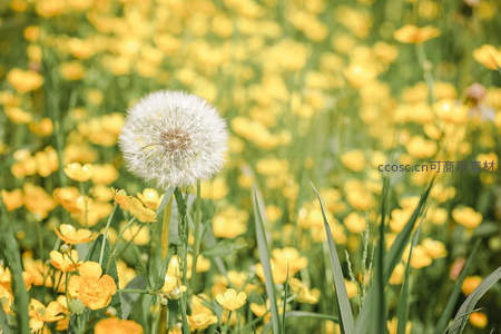 蒲公英与野花共舞的灿烂春日