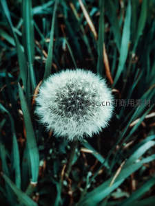 绿意丛中蒲公英绒球特写