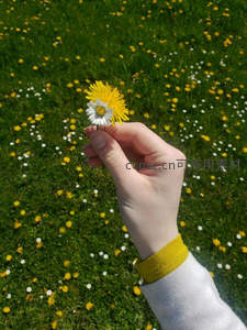 手捧黄白小花置身花海