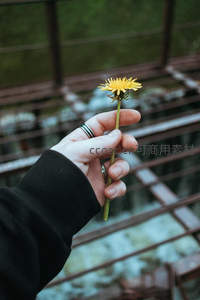 手握黄色蒲公英花置于铁架前