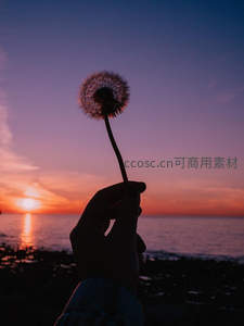 手中握着的海边日落蒲公英