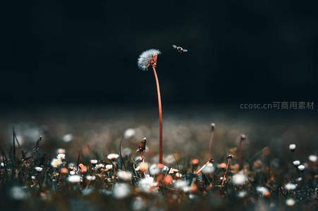 草地上孤独的蒲公英与飞虫