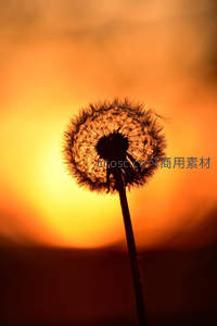 夕阳剪影中的蒲公英，诗意唯美