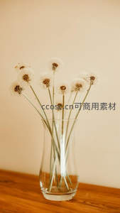 玻璃瓶中的干蒲公英，静物之美