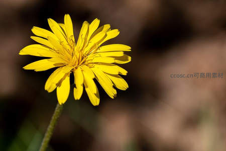 微距下的蒲公英绽放瞬间
