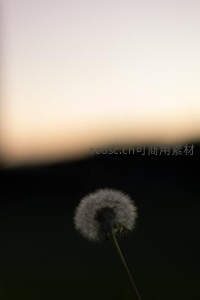 暮色中孤独的蒲公英剪影