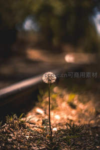 铁轨旁倔强生长的蒲公英