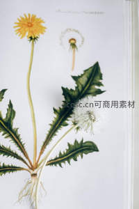 古典植物图谱中的蒲公英