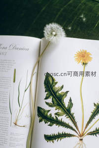 书页上的真实蒲公英标本