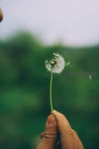 手中蒲公英种子悄然飞舞