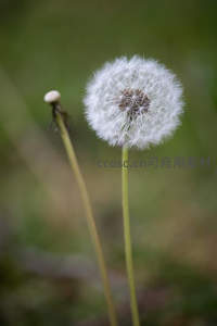 微距下的蒲公英绒球，柔美而精致