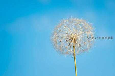 蓝天映衬下，蒲公英孤独而优雅