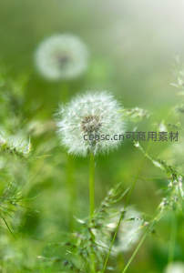 晨雾中蒲公英，朦胧诗意满园春