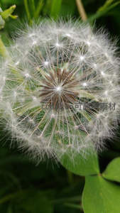 极致微距展现蒲公英的精密结构