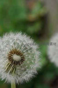 微距下的蒲公英绒球特写