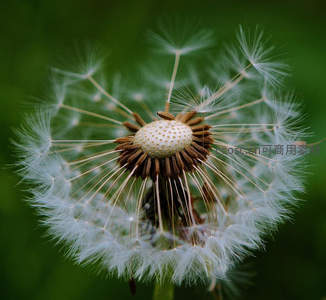 蒲公英种子即将启程的瞬间