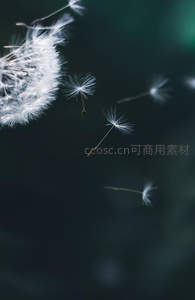 蒲公英种子飘散，如梦似幻的空中之舞