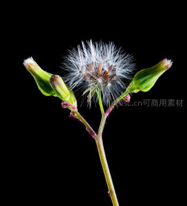 蒲公英花茎特写，黑底衬托生命轮回之美