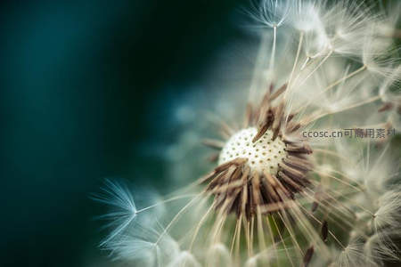 蒲公英种子飘散瞬间，深绿背景衬托轻盈之美