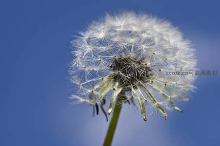 蓝天映衬下洁白蓬松的蒲公英球体