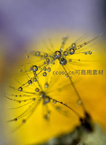 露珠点缀蒲公英绒毛微距特写