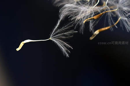 单颗蒲公英种子飘浮于暗夜