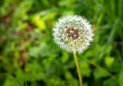 微距下的蒲公英绒球，洁白如雪