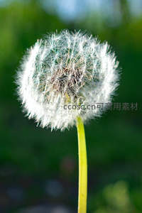 阳光下的蒲公英，洁白纯净
