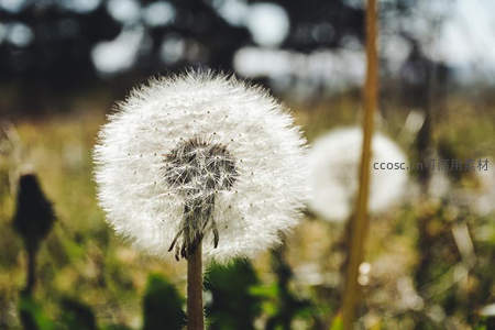 阳光下的蒲公英绒球，洁白如雪