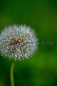 绿意背景中的蒲公英，纯净而柔和