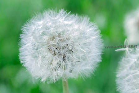 蒲公英特写，细密绒毛展现自然之美