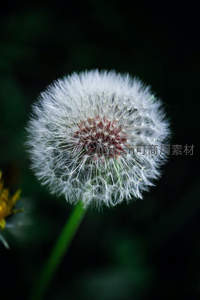 暗影中的蒲公英，神秘而优雅