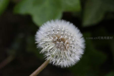 微距下的蒲公英绒球，细节纤毫毕现