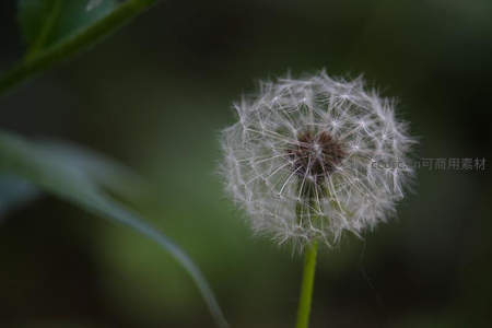 暗影中的蒲公英，静谧而优雅