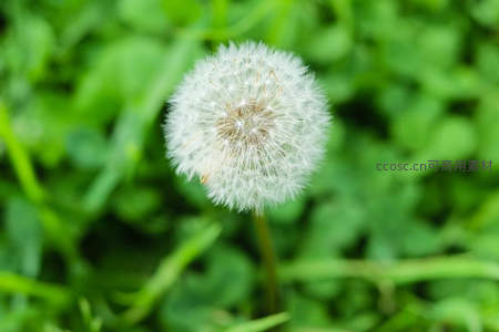 绿草丛中绽放的蒲公英，生机盎然