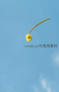 蓝天映衬下，单枝蒲公英黄花绽放