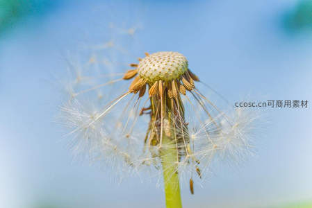 蒲公英种子特写，微风轻拂即将飘散