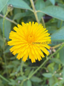 盛开的黄色蒲公英花朵，生机盎然