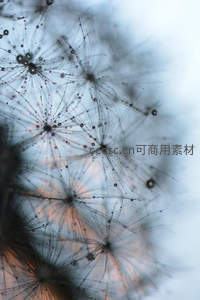 水珠点缀的蒲公英种子，晶莹剔透