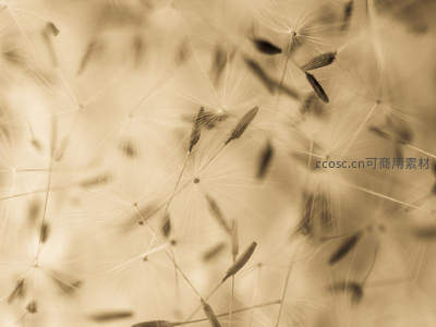 复古色调下的蒲公英种子群落