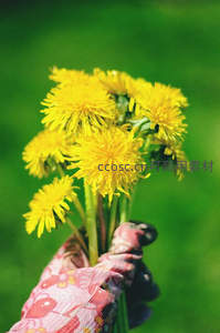 戴花手套捧起一束鲜亮蒲公英黄花