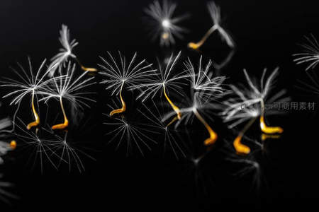 蒲公英种子在黑色背景上飘散的微距特写