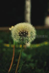 黄昏光影中的单株蒲公英绒球特写