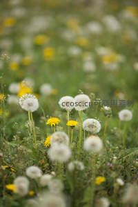 阳光下蒲公英与黄花交织的田野风光